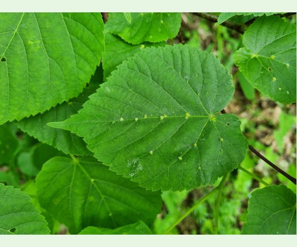 Roztoč Eriophyes exilis