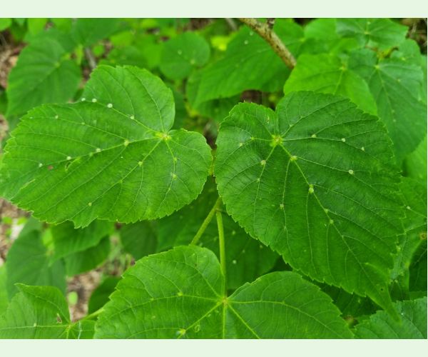 Roztoč Eriophyes exilis