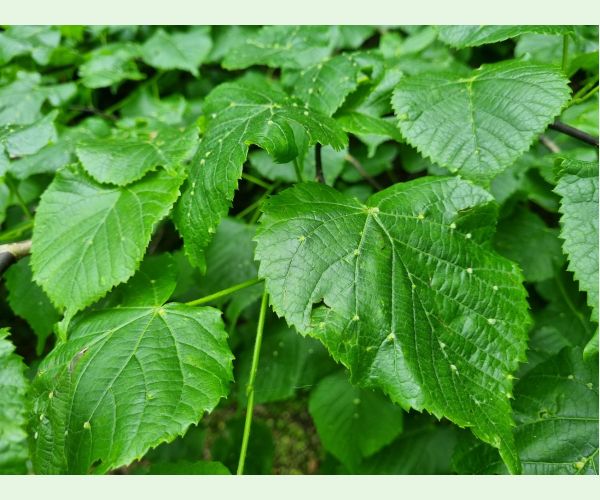 Roztoč Eriophyes exilis