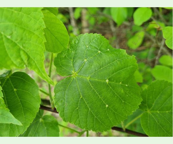 Roztoč Eriophyes exilis