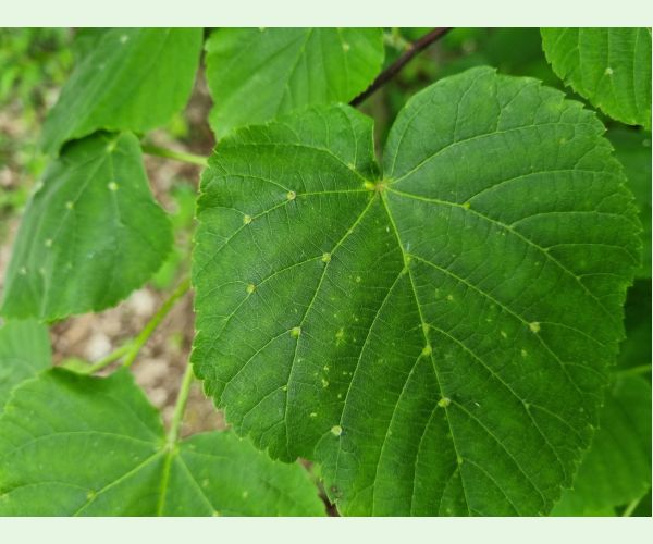 Roztoč Eriophyes exilis