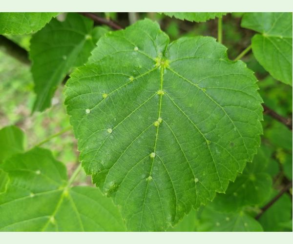 Roztoč Eriophyes exilis