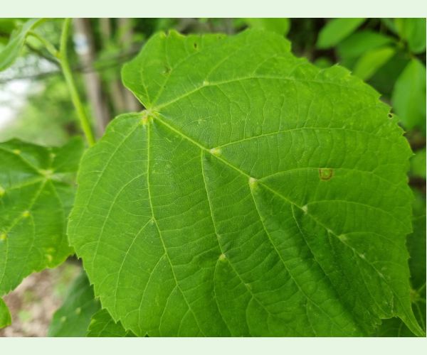 Roztoč Eriophyes exilis