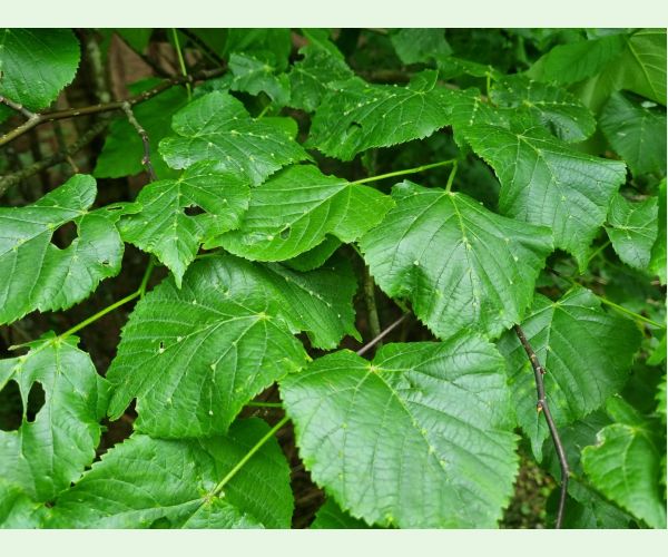 Roztoč Eriophyes exilis