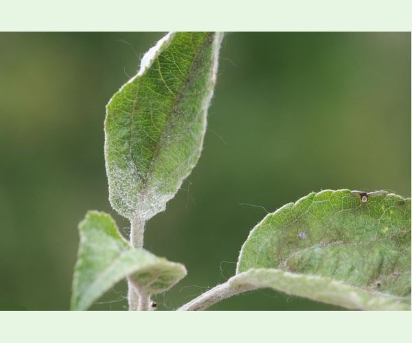 Múčnatka jabloňová