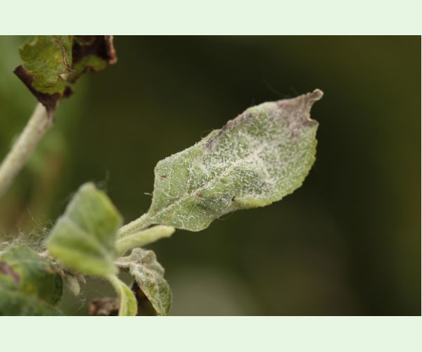 Múčnatka jabloňová