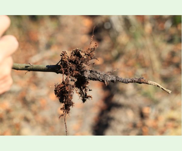 Chrúst pagaštanový