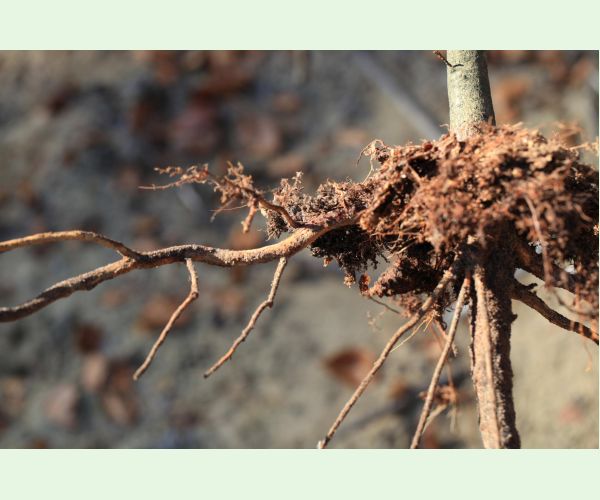 Chrúst pagaštanový