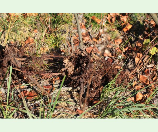 Chrúst pagaštanový