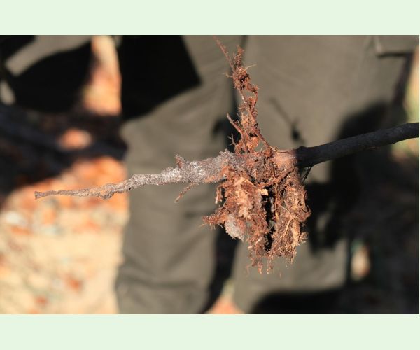 Chrúst pagaštanový