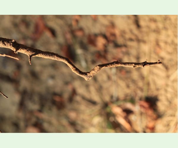 Chrúst pagaštanový