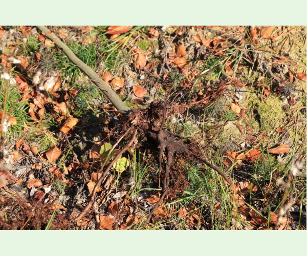 Chrúst pagaštanový