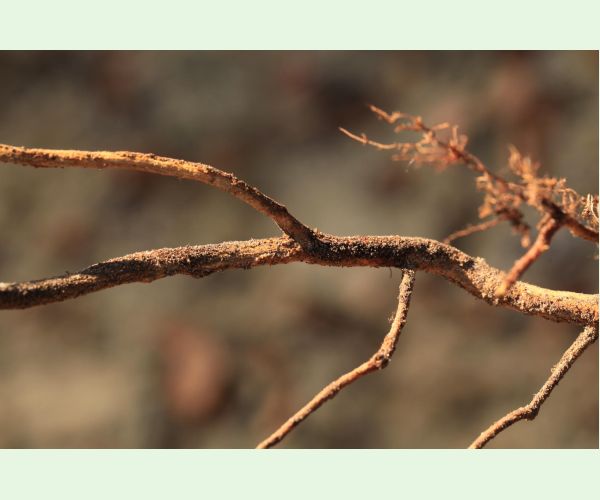 Chrúst pagaštanový