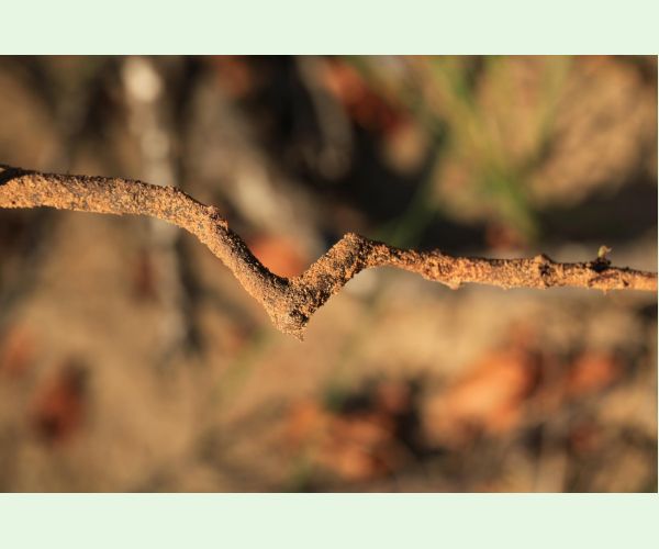 Chrúst pagaštanový