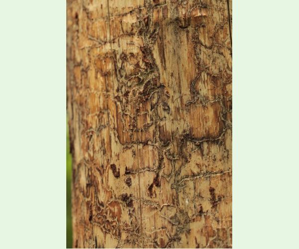 Lykožrút Orthotomicus longicollis