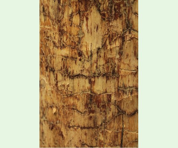 Lykožrút Orthotomicus longicollis