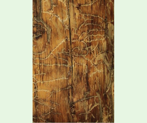 Lykožrút Orthotomicus longicollis