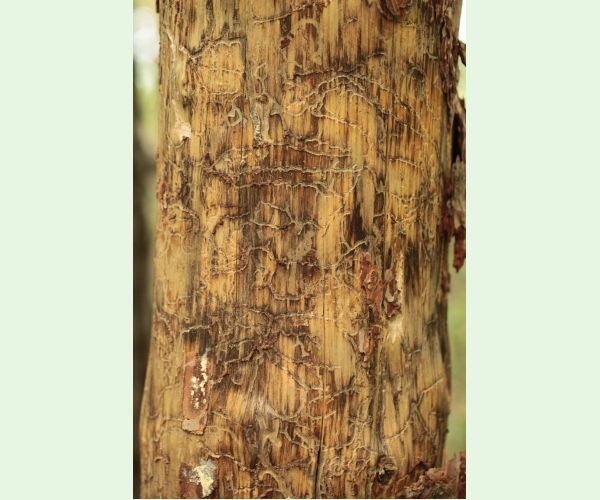 Lykožrút Orthotomicus longicollis