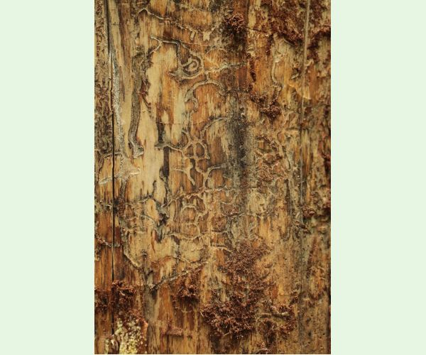 Lykožrút Orthotomicus longicollis