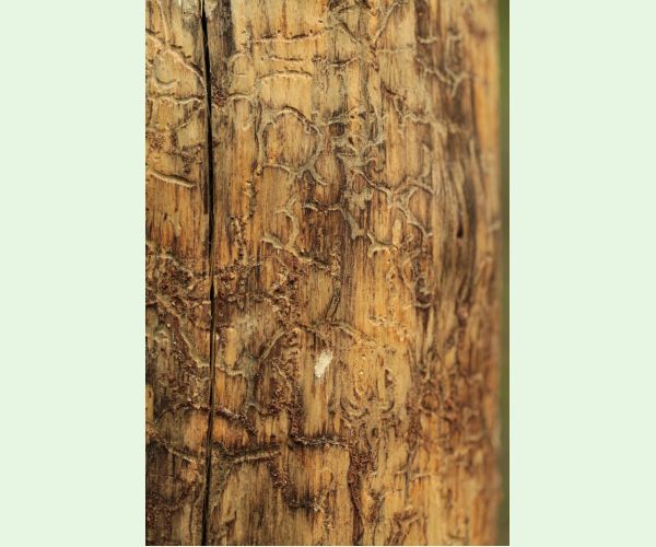 Lykožrút Orthotomicus longicollis