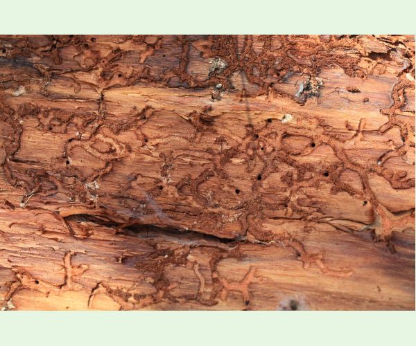 Lykožrút Orthotomicus longicollis