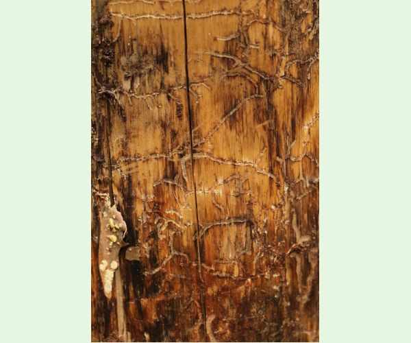 Lykožrút Orthotomicus longicollis