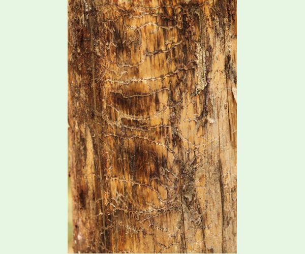 Lykožrút Orthotomicus longicollis