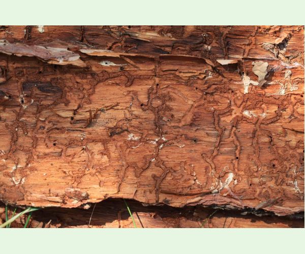 Lykožrút Orthotomicus longicollis