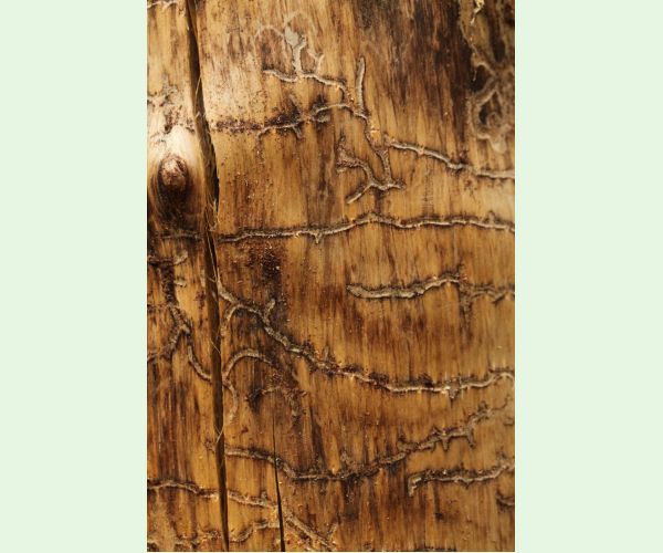 Lykožrút Orthotomicus longicollis