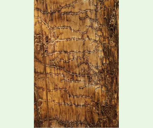 Lykožrút Orthotomicus longicollis