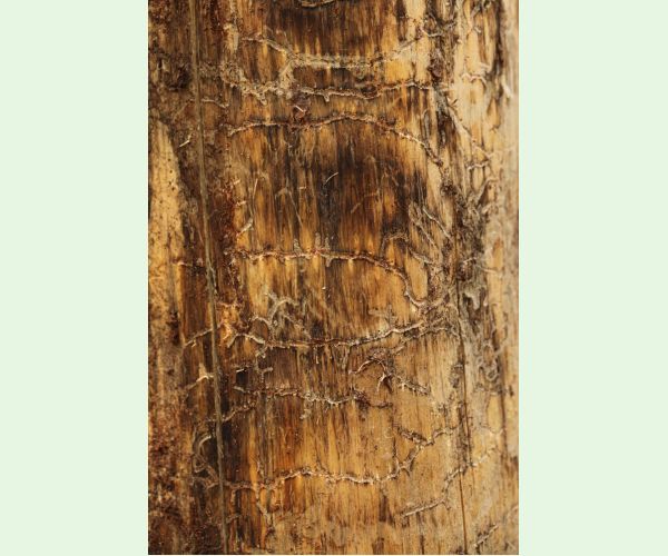 Lykožrút Orthotomicus longicollis