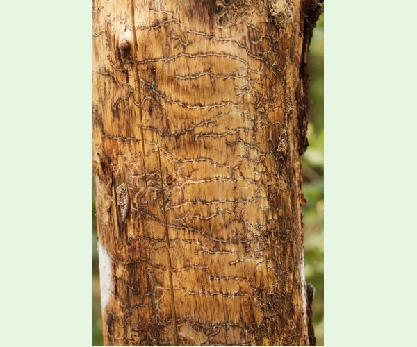 Lykožrút Orthotomicus longicollis