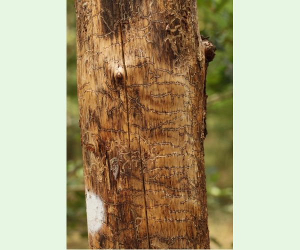 Lykožrút Orthotomicus longicollis