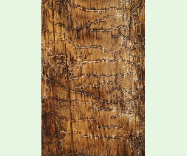 Lykožrút Orthotomicus longicollis