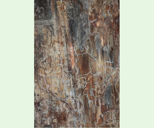 Lykožrút Orthotomicus longicollis