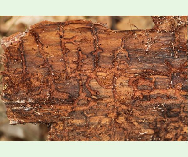 Lykožrút Orthotomicus longicollis