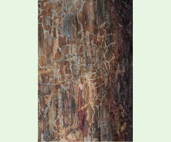 Lykožrút Orthotomicus longicollis