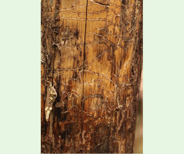 Lykožrút Orthotomicus longicollis