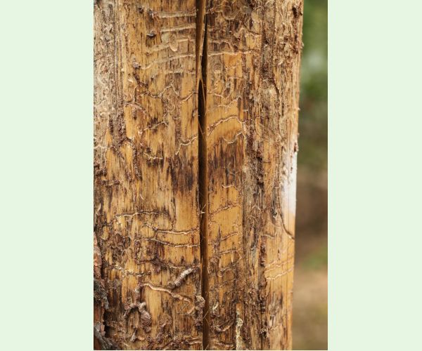 Lykožrút Orthotomicus longicollis