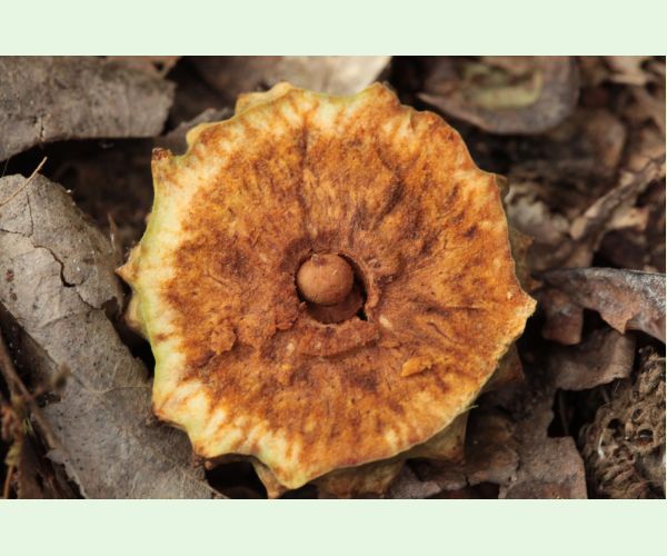 Hrčiarka Andricus hungaricus