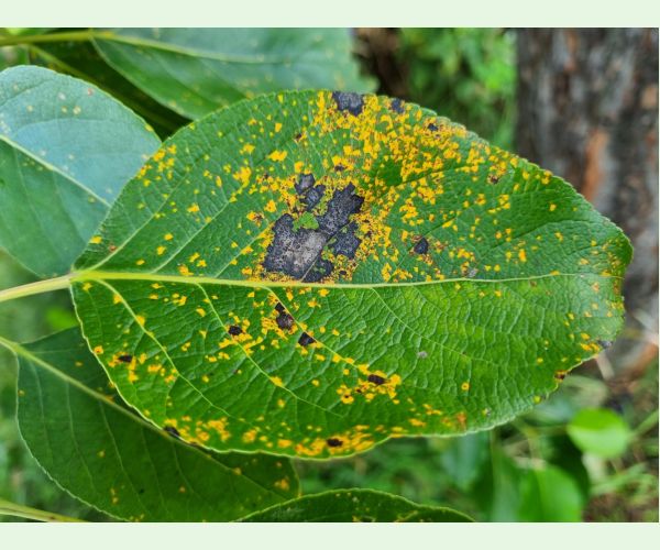 Hnedospórka topoľová