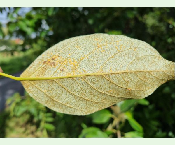 Hnedospórka topoľová