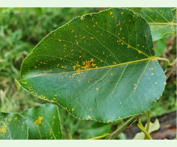 Hnedospórka topoľová