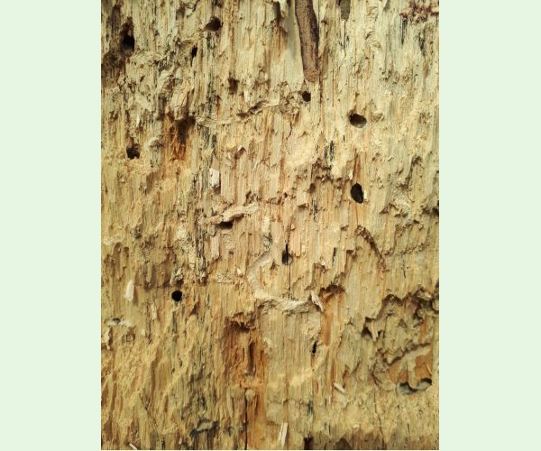 Pílovka Xiphydria longicollis