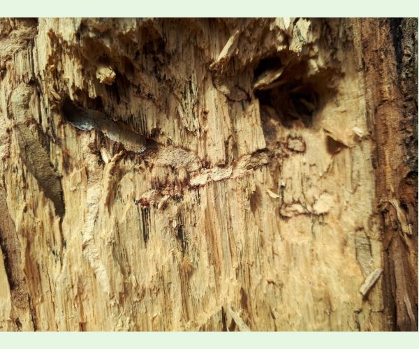 Pílovka Xiphydria longicollis