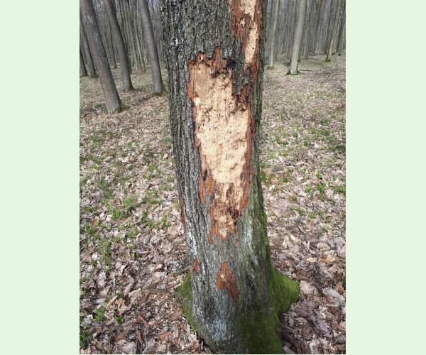 Pílovka Xiphydria longicollis