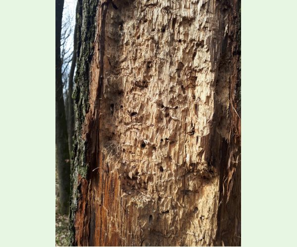 Pílovka Xiphydria longicollis