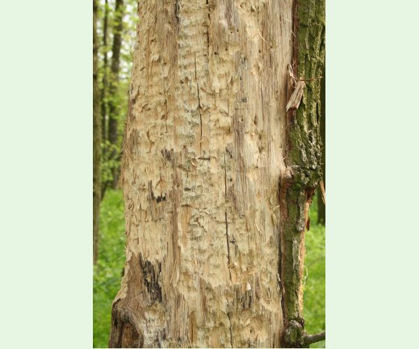 Pílovka Xiphydria longicollis