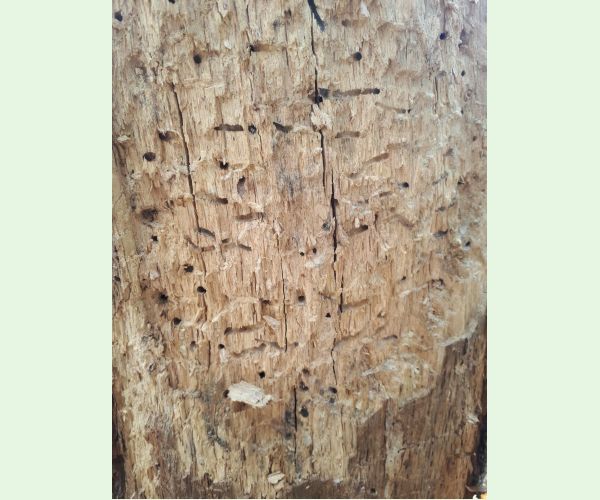 Pílovka Xiphydria longicollis