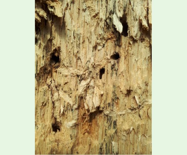 Pílovka Xiphydria longicollis